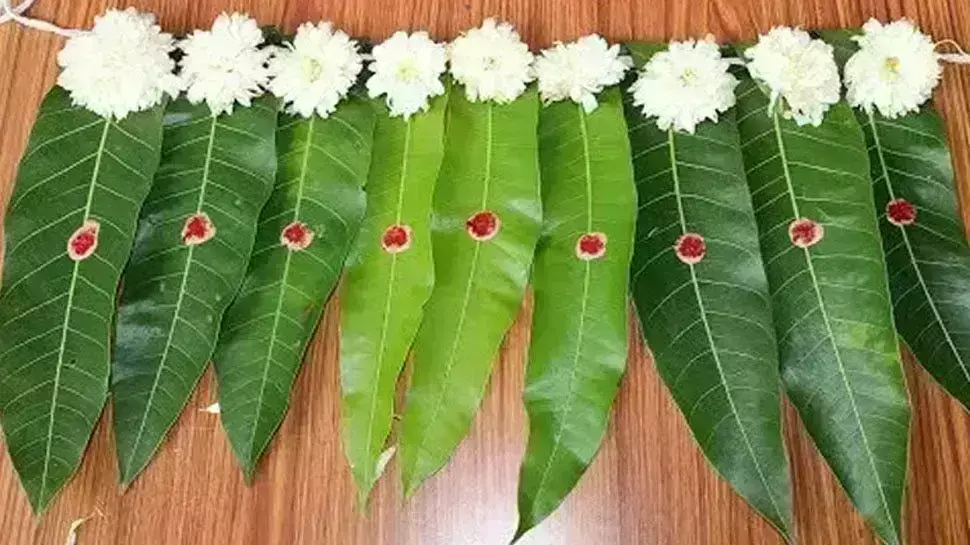 अनुष्ठानो में आम के पत्ते का क्या है महत्व जानिए धर्मशास्त्र के अनुसार .... अनुष्ठानो में आम के पत्ते का क्या है महत्व जानिए धर्मशास्त्र के अनुसार ....