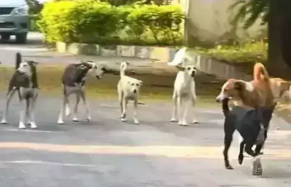 करनाल मे लाखो रुपये खर्च करने बाद ,अभी भी नही मिली कुत्तो से राहत करनाल मे लाखो रुपये खर्च करने बाद ,अभी भी नही मिली कुत्तो से राहत