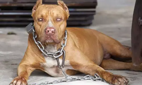 Pathankot News : पठानकोट में पिटबुल का कहर, छह घंटे में 12 लोगों को काटा, कई मवेशियों पर हमला Pathankot News : पठानकोट में पिटबुल का कहर, छह घंटे में 12 लोगों को काटा, कई मवेशियों पर हमला