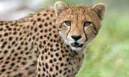 Kuno के अफसर बोले- चीतों को लेकर फैलाई जा रही है गलत खबरें, आज तो इस खबर ने सवाल भी खड़ा किया Kuno के अफसर बोले- चीतों को लेकर फैलाई जा रही है गलत खबरें, आज तो इस खबर ने सवाल भी खड़ा किया