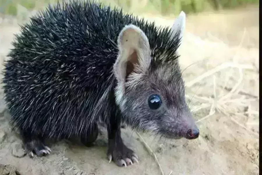 rajastan letest update ,rajstan breaking news, rajastan letest update ,rajstan breaking news,