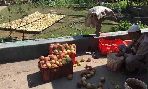 Kashmir Special Coverage:गाय के लिए सेब सेवा ..! कश्मीर में गाय को जाड़ों में खिलाने के लिए इस तरह सुखाए जाते है सेब