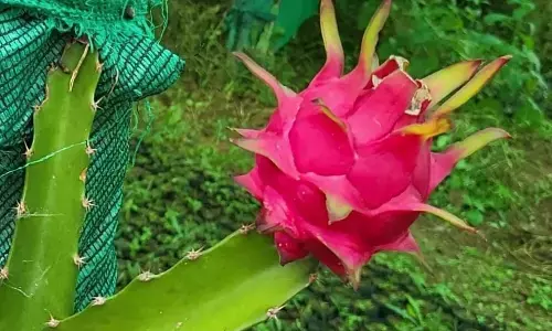 कोंडागांव में ड्रैगन फ्रूट की खेती में मिली सफलता, खेतों में बरसेगा सोना कोंडागांव में ड्रैगन फ्रूट की खेती में मिली सफलता, खेतों में बरसेगा सोना