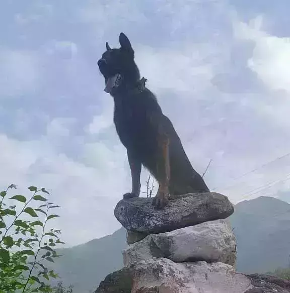 भारतीय सेना का एक ऐसा Zoom डॉग जिसने गोलियां खाने के बाद भी छोडा नही आतंकियों को जानें.. भारतीय सेना का एक ऐसा Zoom डॉग जिसने गोलियां खाने के बाद भी छोडा नही आतंकियों को जानें..
