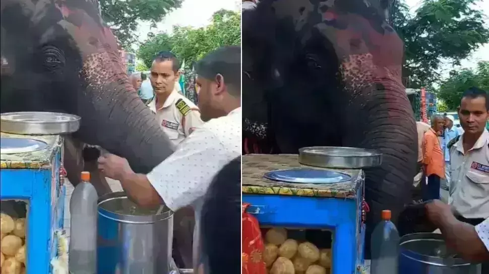 ठेले पर गोल गप्पे खाते नजर आये गजराज वीडियो वायरल ,देखे वीडियो..