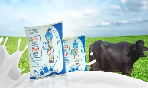 Amul Milk Price : दिवाली से पहले महंगाई का एक और झटका, अमूल ने महंगा किया दूध, जानें- क्या नई दरें Amul Milk Price : दिवाली से पहले महंगाई का एक और झटका, अमूल ने महंगा किया दूध, जानें- क्या नई दरें