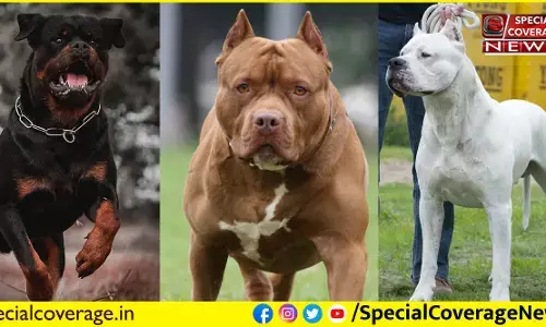 पिटबुल, रॉट विलर और डोगो अर्जेंटीनो को पालने पर पाबंदी....कुत्ता पाल रखा है तो नए नियम जान लें पिटबुल, रॉट विलर और डोगो अर्जेंटीनो को पालने पर पाबंदी....कुत्ता पाल रखा है तो नए नियम जान लें