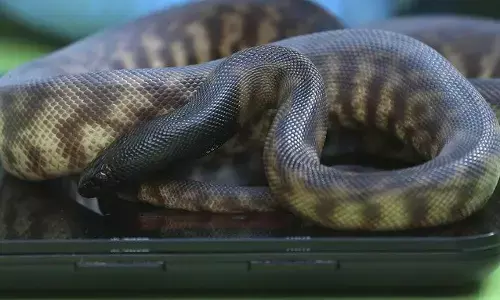 Trending News : अजगर 54 साल की महिला को जिंदा निगल गया, गाँव में दहशत में लोग Trending News : अजगर 54 साल की महिला को जिंदा निगल गया, गाँव में दहशत में लोग