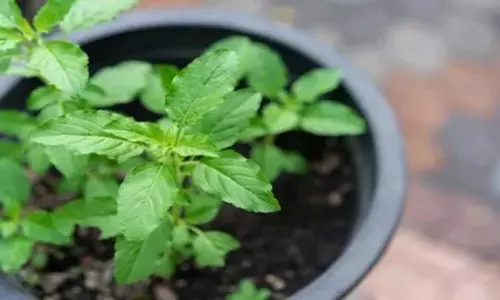 तुलसी विवाह पर ये उपाय बना सकता है लखपति, पौधे को हरा-भरा रखने के लिए करें ये काम