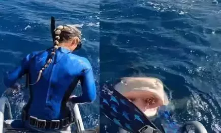 टाइगर शार्क के मुंह में जाने से बची समुद्री वैज्ञानिक, कैमरे में कैद हुई डरावनी घटना देखें वीडियो