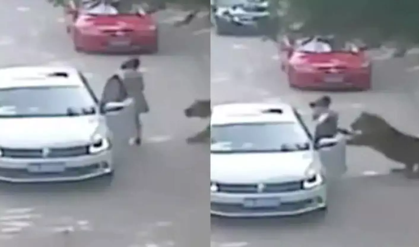 कार में बैठ रही महिला को घसीटता ले गया भूख से तिलमिलाता टाइगर, कमजोर दिल वाले न देखें Video कार में बैठ रही महिला को घसीटता ले गया भूख से तिलमिलाता टाइगर, कमजोर दिल वाले न देखें Video