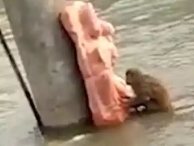 गाजियाबाद गंगनहर में डूबते बंदर का सहारा बने बजरंगबली, फिर पुलिस ने ऐसे किया रेस्क्यू