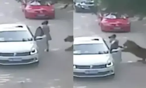 कार में बैठ रही महिला को घसीटता ले गया भूख से तिलमिलाता टाइगर, कमजोर दिल वाले न देखें Video कार में बैठ रही महिला को घसीटता ले गया भूख से तिलमिलाता टाइगर, कमजोर दिल वाले न देखें Video