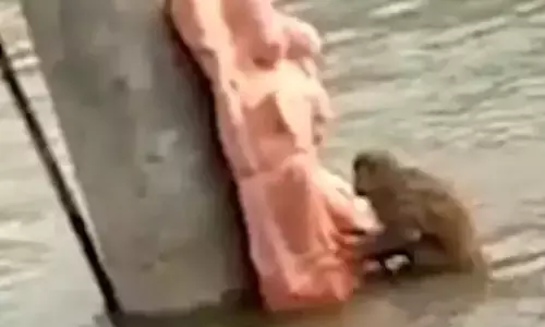 गाजियाबाद गंगनहर में डूबते बंदर का सहारा बने बजरंगबली, फिर पुलिस ने ऐसे किया रेस्क्यू