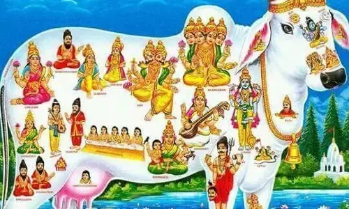 कामधेनु गाय के दर्शन मात्र से दूर होते हैं सारे कष्ट