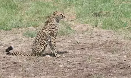 Kuno National Park: बड़े बाड़े में चीतों ने किया पहला शिकार, चार बार नाकाम रहने के बाद इस जानवर का किया शिकार Kuno National Park: बड़े बाड़े में चीतों ने किया पहला शिकार, चार बार नाकाम रहने के बाद इस जानवर का किया शिकार