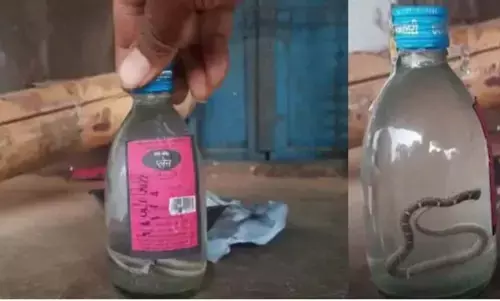 सील बंद शराब की बोतल में निकला मरा सांप, ढक्कन खोलते ही उड़े शराबी के होश