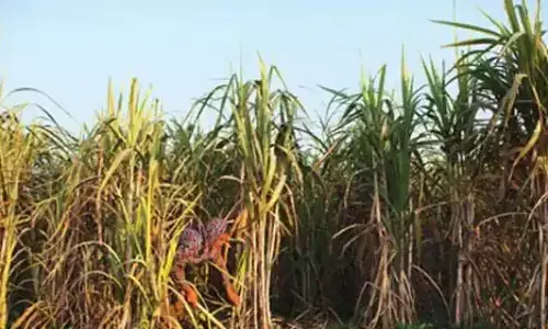 गोंडा में हत्या को दिया आत्महत्या का रूप, पुलिस ने किया खुलासा