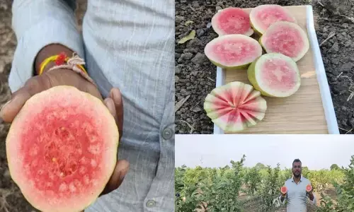 जापान से इम्पोर्ट होने वाला रेड जापानीज अमरूद अब इंदौर में भी होगा पैदा, देखकर ही चलेगा खाने का मन, जानिए क्या है खास जापान से इम्पोर्ट होने वाला रेड जापानीज अमरूद अब इंदौर में भी होगा पैदा, देखकर ही चलेगा खाने का मन, जानिए क्या है खास