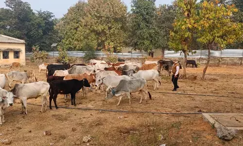 पुलिस की मुस्तैदी से बच गई 71 बेजुबानों की जान, तस्कर भी चढ़ गया हत्थे पुलिस की मुस्तैदी से बच गई 71 बेजुबानों की जान, तस्कर भी चढ़ गया हत्थे