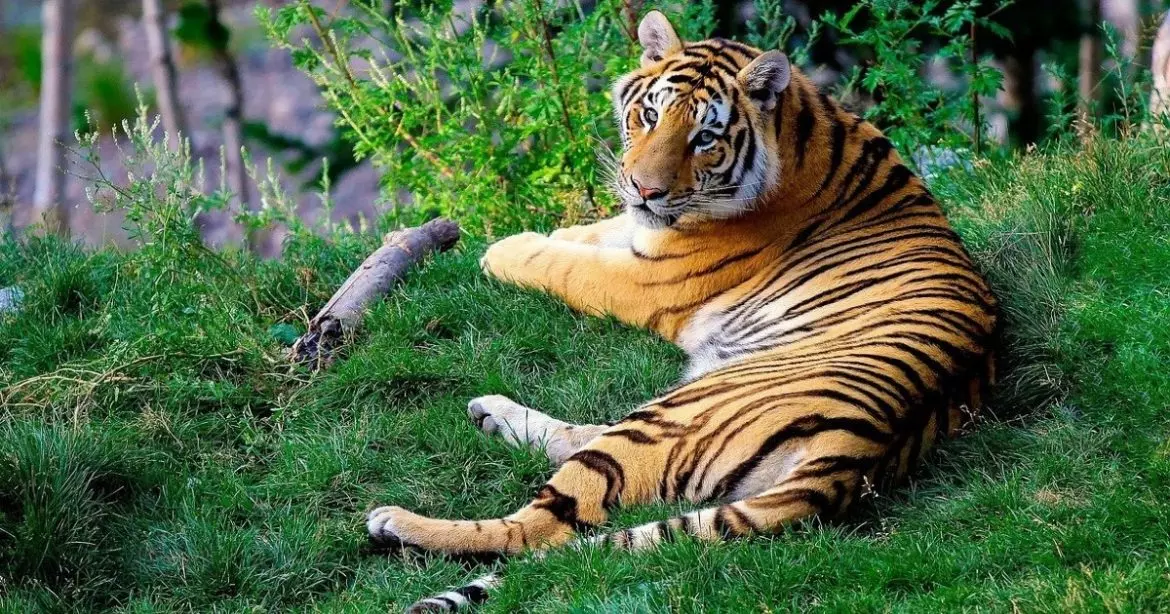 MP :  पन्ना टाइगर रिजर्व में फंदे से लटका मिला बाघ, वन विभाग की टीम मौके पर