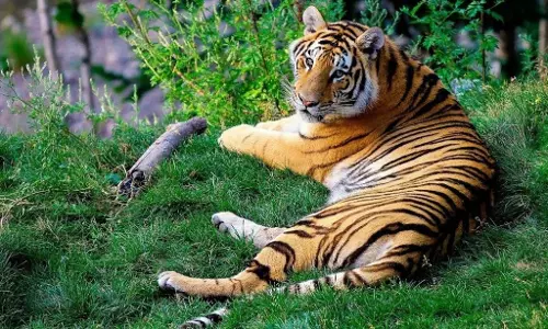 MP :  पन्ना टाइगर रिजर्व में फंदे से लटका मिला बाघ, वन विभाग की टीम मौके पर MP :  पन्ना टाइगर रिजर्व में फंदे से लटका मिला बाघ, वन विभाग की टीम मौके पर