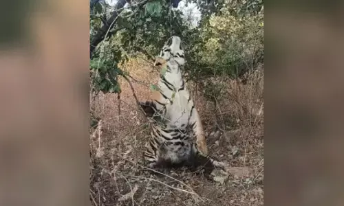 अपना एमपी गज्जब है..30 : यहां बाघ फांसी पर लटकाए जाते हैं...! अपना एमपी गज्जब है..30 : यहां बाघ फांसी पर लटकाए जाते हैं...!