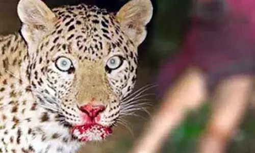 तेंदुए के आतंक से मची सनसनी,दहशत में लोग तेंदुए के आतंक से मची सनसनी,दहशत में लोग