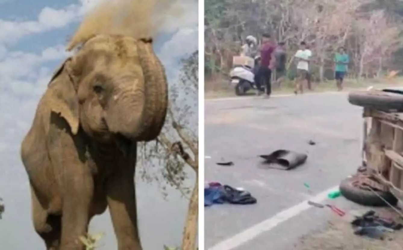 Elephant Attack: जंगली हाथी ने ऑटो को पलटा, कार में मारी टक्कर, हादसे में एक मासूम बच्चे समेत 3 की मौत Elephant Attack: जंगली हाथी ने ऑटो को पलटा, कार में मारी टक्कर, हादसे में एक मासूम बच्चे समेत 3 की मौत