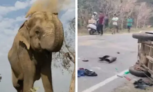 Elephant Attack: जंगली हाथी ने ऑटो को पलटा, कार में मारी टक्कर, हादसे में एक मासूम बच्चे समेत 3 की मौत Elephant Attack: जंगली हाथी ने ऑटो को पलटा, कार में मारी टक्कर, हादसे में एक मासूम बच्चे समेत 3 की मौत