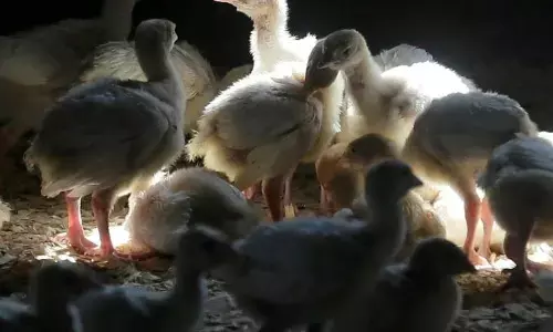 Bird Flu: कोरोना के बीच बर्डफ्लू (Bird Flu) का कहर, केरल में 6000 से अधिक पक्षियों की मौत