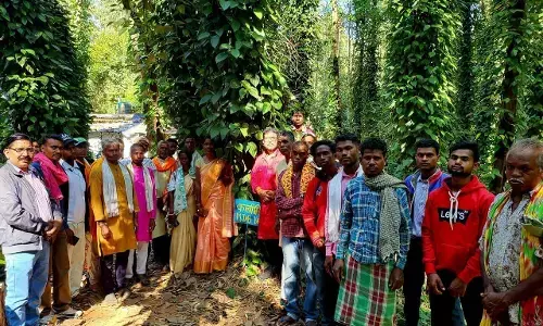 11- ग्यारह गांवों के आदिवासी किसानों ने काली-मिर्च और हर्बल की खेती का लिया संकल्प