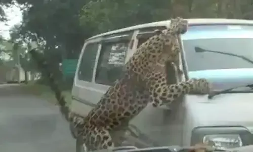 Assam News: तेंदुए के आतंक का VIDEO, पकड़ने में वन विभाग के कर्मियों के छूटे पसीने