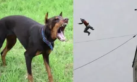 कुत्ते के हमले से बचने के लिए डिलीवरी ब्वॉय तीसरी मंजिल से कूदा, हालत गंभीर