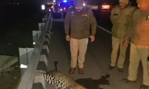 Ghaziabad News: कार की टक्कर से तेंदुए की मौत: दिल्ली मेरठ एक्सप्रेस वे पर बड़ी घटना, हिट एंड रन में लेपर्ड की मौत