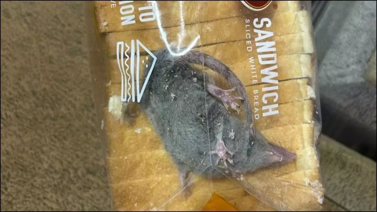 Blinkit: ऑनलाइन मंगाए गए ब्रेड पैकेट के अंदर से मिले जिंदा चूहे