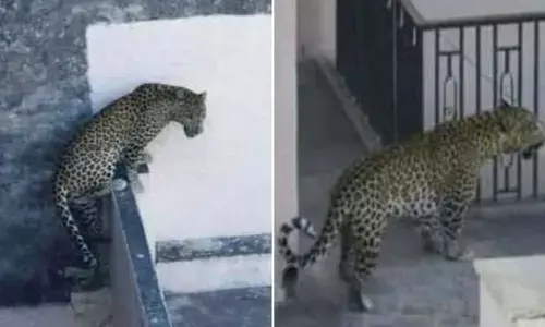 अदालत परिसर में घुसा तेंदुआ, 10 से भी ज्यादा लोगों को किया घायल