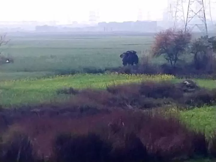 Uttar Pradesh : गोरखपुर में यज्ञ पंडाल में हाथी का तांडव; 3 लोगों की मौत, कई को रौंदा