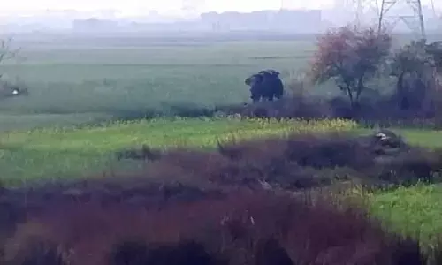 Uttar Pradesh : गोरखपुर में यज्ञ पंडाल में हाथी का तांडव; 3 लोगों की मौत, कई को रौंदा