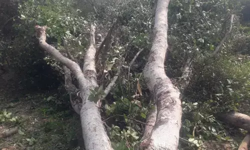 Breaking News : लकड़ी माफियाओं से नही बच रहे औषधि वाले हरे नीम के पेड़, लकड़ी माफियाओं का कहना है मजदूरी में काट रहे हैं हरे पेड़