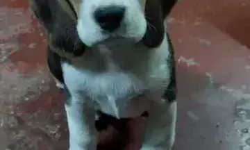 अजब गजब: अनोखे तरीके से कुत्ता हुआ चोरी, लक्जरी कार में आए और कुत्ता चोरी करके ले गए अजब गजब: अनोखे तरीके से कुत्ता हुआ चोरी, लक्जरी कार में आए और कुत्ता चोरी करके ले गए