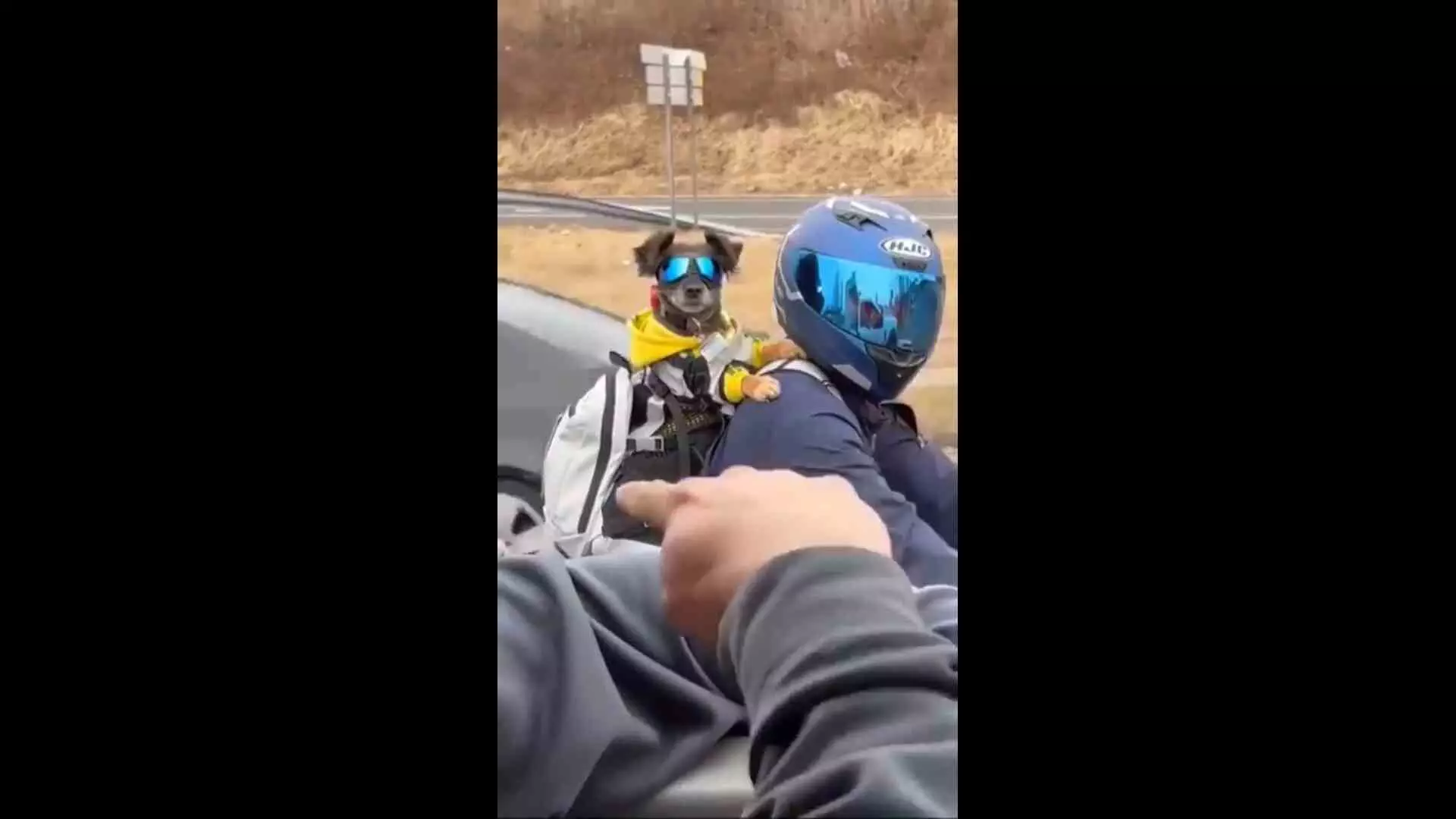 Funny Video: Superbike पर राइडर और उसका पेट डॉग कुछ यूं आए नजर, देखकर हँसी नहीं रोक पाएंगे आप