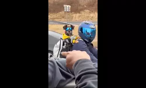 Funny Video: Superbike पर राइडर और उसका पेट डॉग कुछ यूं आए नजर, देखकर हँसी नहीं रोक पाएंगे आप Funny Video: Superbike पर राइडर और उसका पेट डॉग कुछ यूं आए नजर, देखकर हँसी नहीं रोक पाएंगे आप