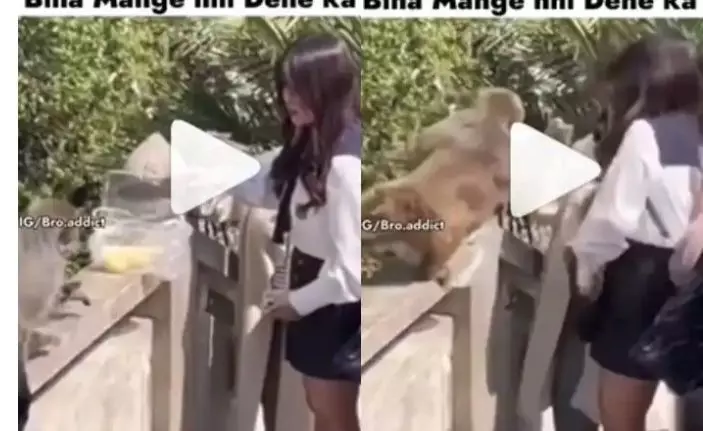 बंदर के हाथों से थप्पड़ खाकर हिल गई लड़की दे रही थी बंदरों को खाना सोशल मीडिया पर छा गया वीडियो