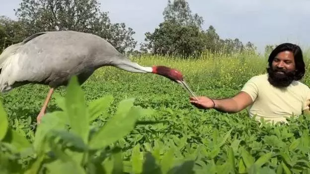 अखिलेश के बाद वरुण गांधी ने दिया सारस को लेकर ये बयान, दोस्ती मत तोड़ो अखिलेश के बाद वरुण गांधी ने दिया सारस को लेकर ये बयान, दोस्ती मत तोड़ो