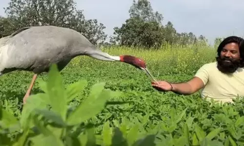 अखिलेश के बाद वरुण गांधी ने दिया सारस को लेकर ये बयान, दोस्ती मत तोड़ो अखिलेश के बाद वरुण गांधी ने दिया सारस को लेकर ये बयान, दोस्ती मत तोड़ो