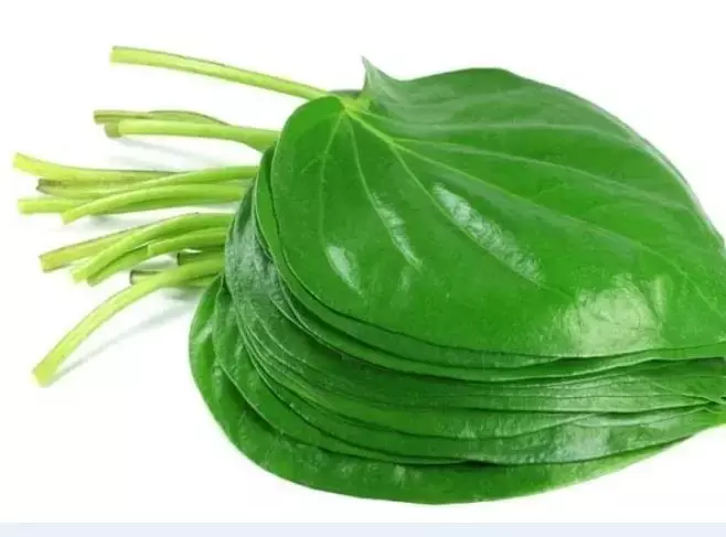 जानिए पान खाने के 5 फायदे सुनकर चौंक जाएंगे आप, फिर रोज चबायेगे पान