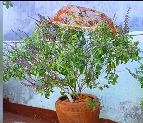 Tulsi Tips: तुलसी के पास भूलकर भी ना रखें यह चीजें, नहीं तो उठाना पड़ेगा नुकसान