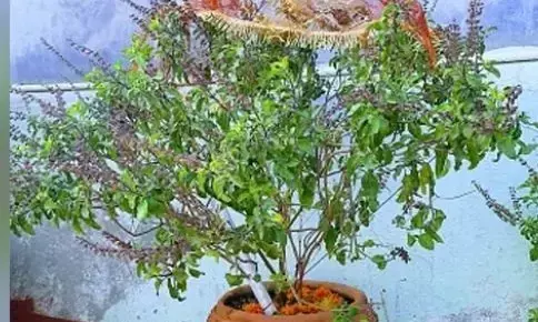Tulsi Tips: तुलसी के पास भूलकर भी ना रखें यह चीजें, नहीं तो उठाना पड़ेगा नुकसान Tulsi Tips: तुलसी के पास भूलकर भी ना रखें यह चीजें, नहीं तो उठाना पड़ेगा नुकसान