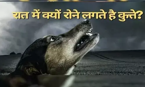 क्या आप जानते हैं कि आखिर रात में अक्सर क्यों रोते हैं कुत्ते वजह जानकर हैरान हो जाएंगे आप